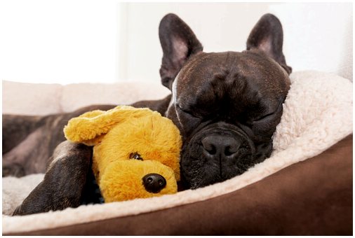 Ковер или подушка: что выбрать для моей собаки?