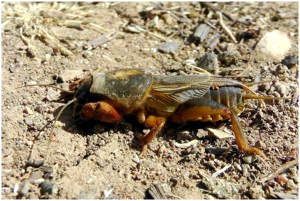 Крот-сверчок: шумное и завораживающее насекомое