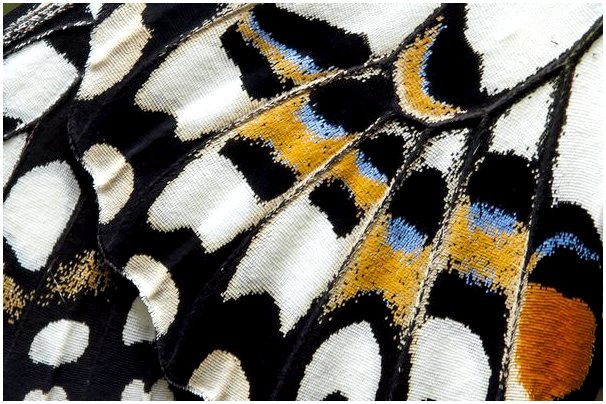 Крылья бабочки: красота в чешуе