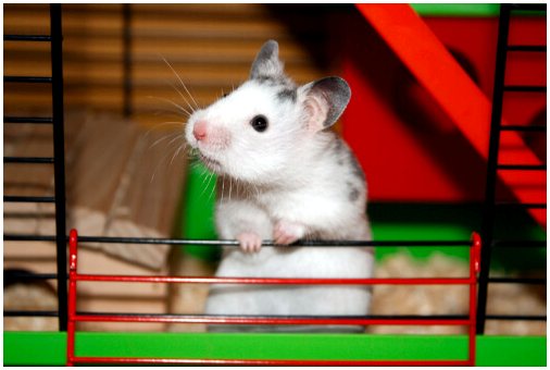 Крысы и мыши: набирают популярность