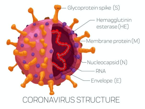 Модели животных, использованные для изучения коронавируса