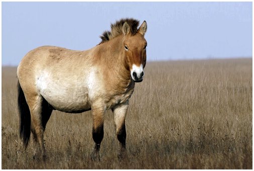 Монгольская лошадь: поведение и разведение