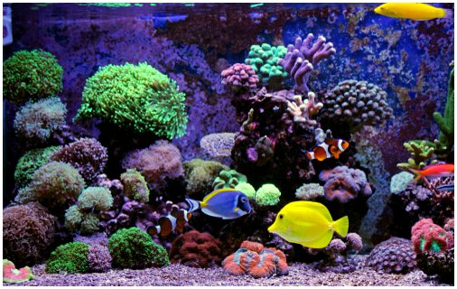 Морской аквариум в домашних условиях: величие с различными заботами