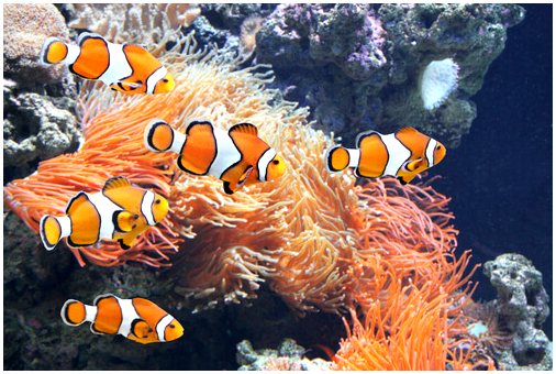 Морской аквариум в домашних условиях: величие с различными заботами