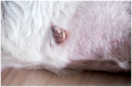 Опухоли тучных клеток у собак Как их лечить?