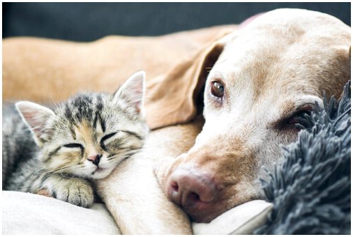 Основные советы по уходу за пожилыми собаками и кошками