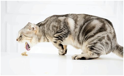 Острая рвота у кошек: причины и решения