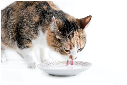 Пищеварительная система у кошек
