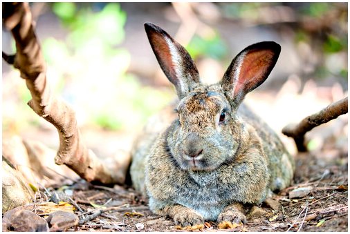 Ожирение у кроликов: симптомы и причины