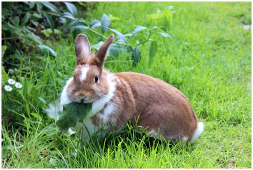 Ожирение у кроликов: симптомы и причины