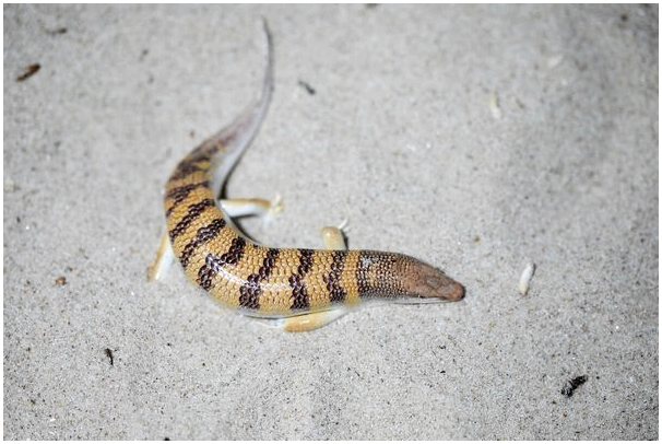 Песчаная рыба: странная рептилия