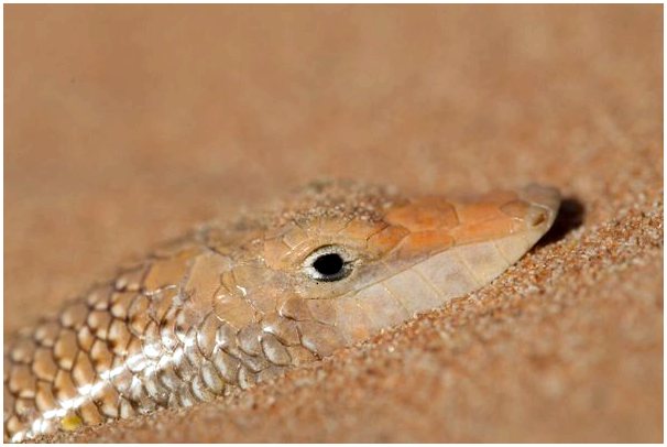 Песчаная рыба: странная рептилия