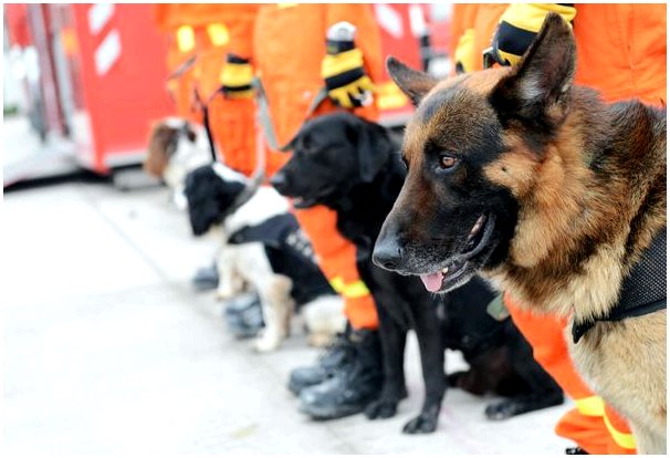 Почему собаки участвуют в поисково-спасательных работах?