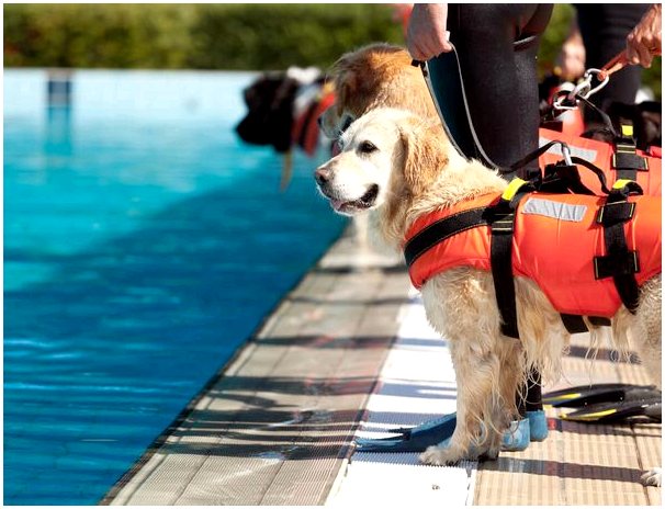 Почему собаки участвуют в поисково-спасательных работах?