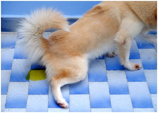 Подгузники для собак: когда, как и почему