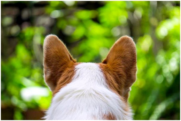 Происхождение собаки по ушам