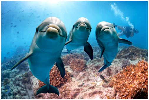 Как ныряют дельфины?