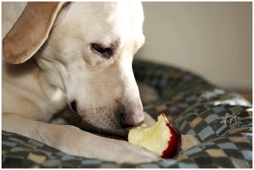 Рецепт яблочного пирога для собаки