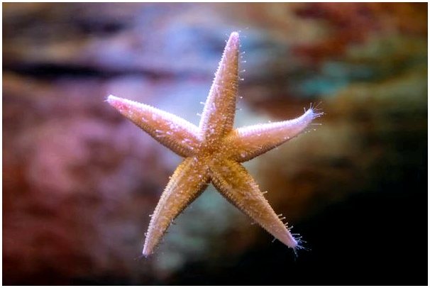 Регенерация у морских звезд: секрет жизни?