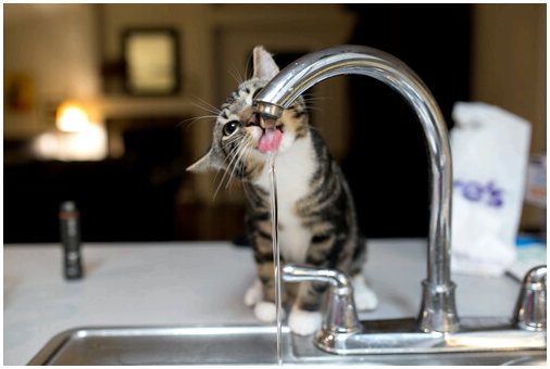 Сколько воды нужно пить моей кошке?