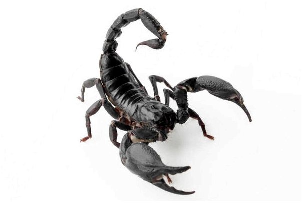 Скорпион Longimanus (Heterometrus longimanus): уход в неволе