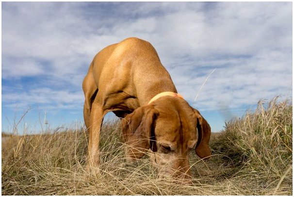 Собаки воспринимают электромагнитное поле Земли