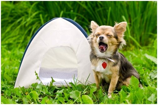 Советы по организации пикника с собакой