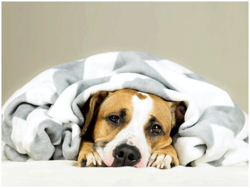 5 фактов о собачьем коронавирусе, которые вы должны знать