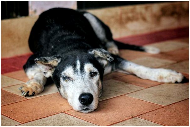 Старческое слабоумие у собак: что говорит наука?