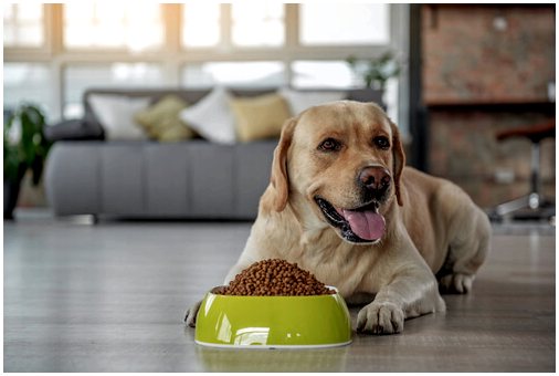 Сухой корм для собак: 4 причины его избегать