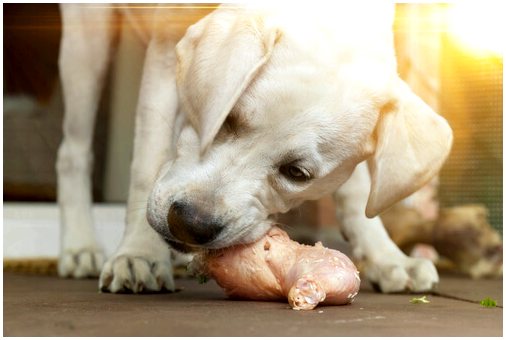 Сухой корм для собак: 4 причины его избегать