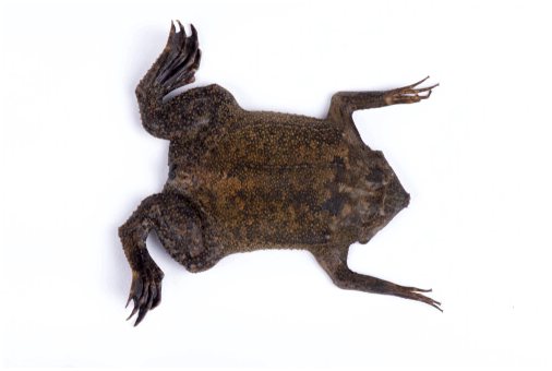 Суринамская жаба: мать, которая оставляет свою шкуру