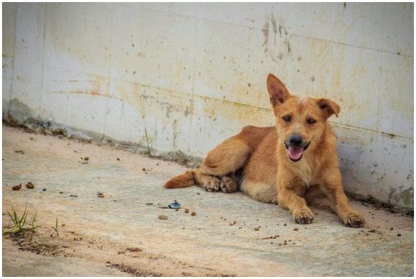 В поисках пропавших собак после взрыва в Бейруте