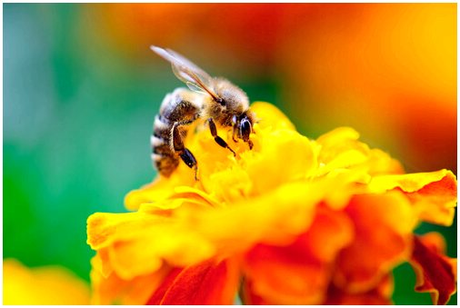 5 цветов, привлекающих пчел