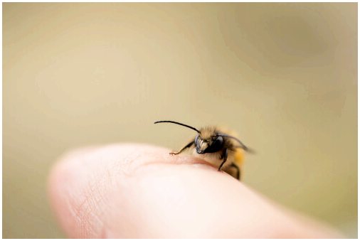 Важность пчел для всех