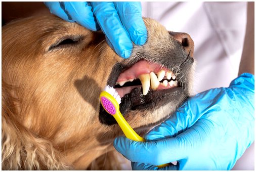 Важность здоровья зубов для домашних животных
