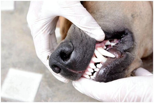 Важность здоровья зубов для домашних животных