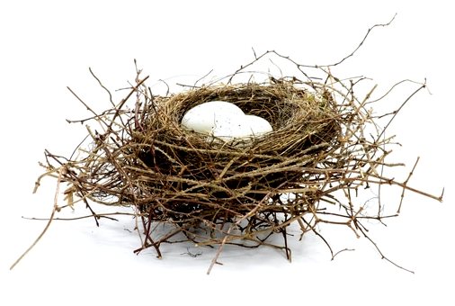 Все, что нужно знать о птичьих гнездах