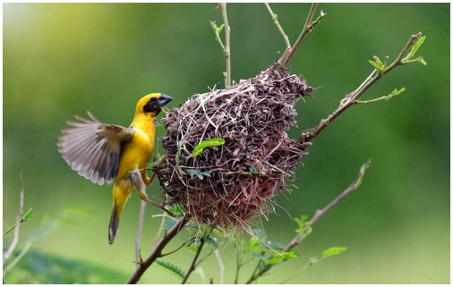 Все, что нужно знать о птичьих гнездах