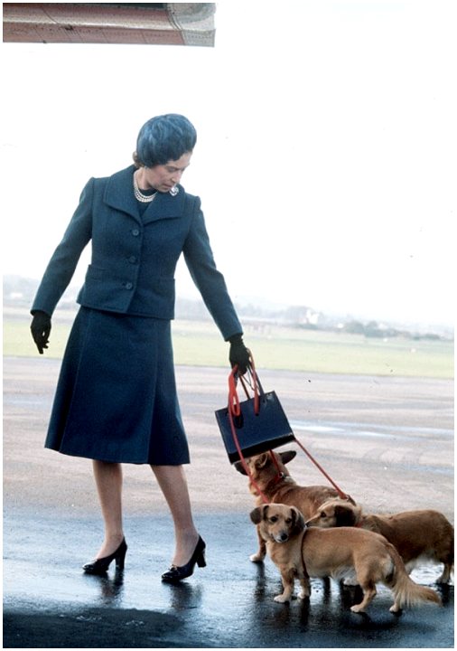 Жизнь собак королевы Елизаветы II