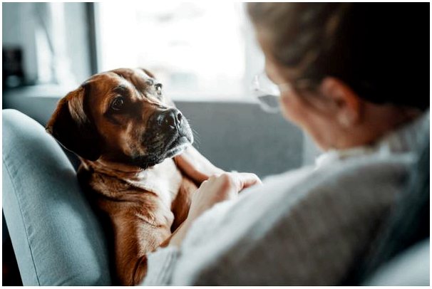 3 метода лечения тревожности у собак
