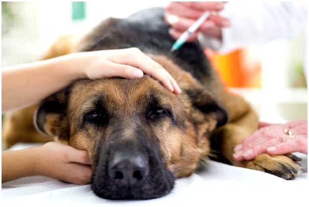 Что следует вакцинировать собаке?
