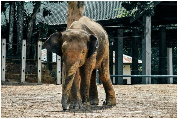 Карликовый слон: вымирающий подвид