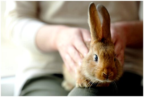 5 советов, как действовать, если вас укусил кролик