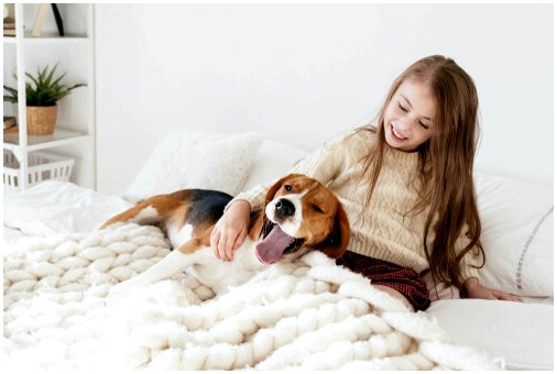 5 советов, которые помогут вашему щенку спать всю ночь