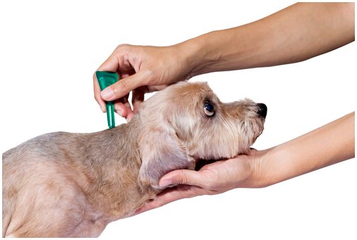 5 советов, которые нужно знать, если нужно проводить дегельминтизацию у собаки