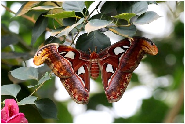 6 интересных фактов о бабочках, которых вы не знали