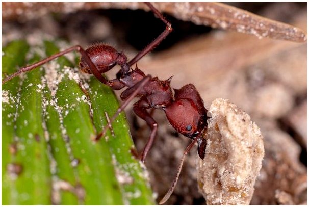 6 животных, которые едят муравьев, о которых вы не знали