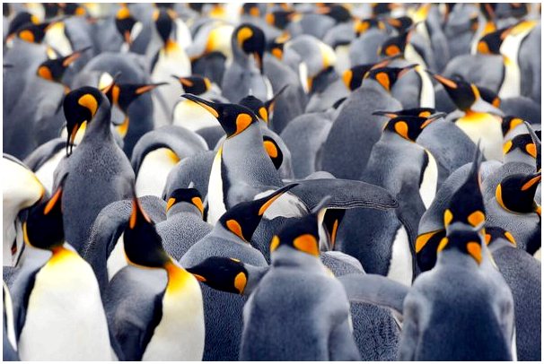 Пингвины, птицы, которые ходят прямо и плавают вместо того, чтобы летать