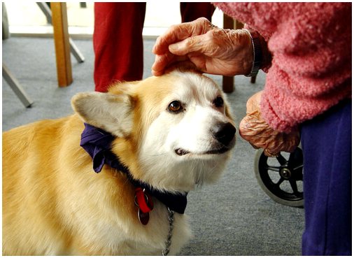 Преимущества использования собак в вспомогательной терапии